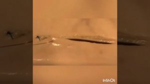 Шов Шмидена