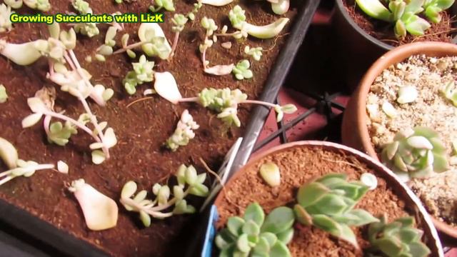 Heart Shape Laui, Moondust, Turtles and MORE | VLOG #42 Succulents & Coffee w/ Liz смотреть онлайн