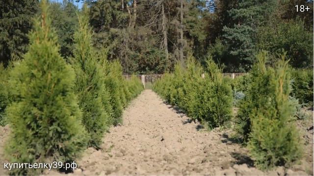 Купить живую елку в Питомнике Калининграда смотреть онлайн