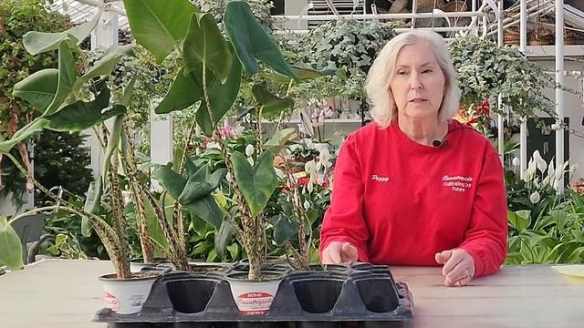 Alocasia Zebrina смотреть онлайн