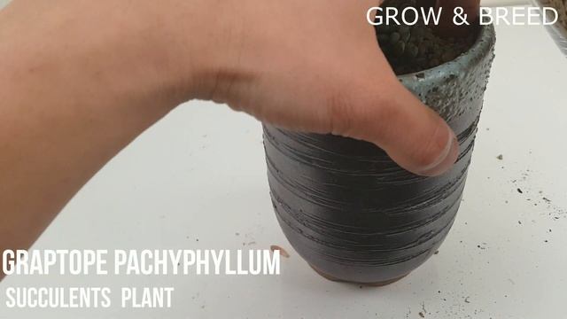 다육이 블루빈스 Graptopetalum Pachyphyllum Succulent