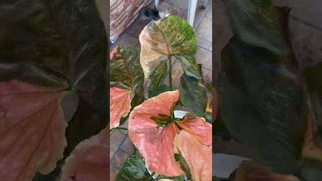 Update to my lovely strawberry ice syngonium plants смотреть онлайн