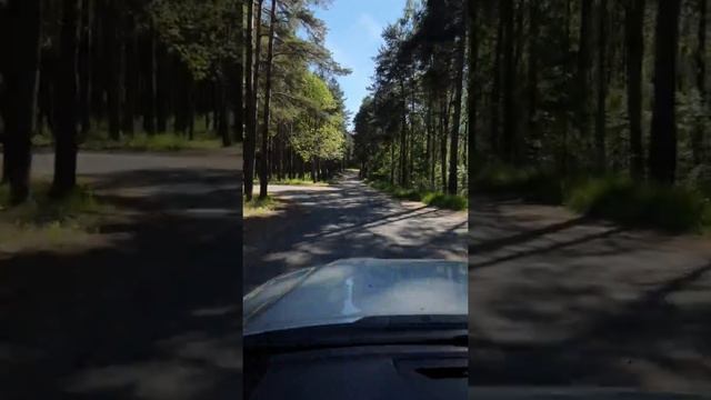 Приветнинское,корабельные сосны.