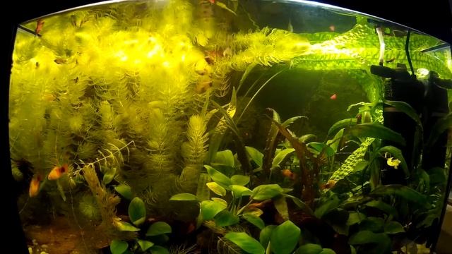 Пецилия живородящая/ Xiphophorus maculatus - Аквариумные тропические рыбы качество HD смотреть онлайн