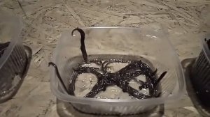 Обзор товара. Червь, малек, коконы.