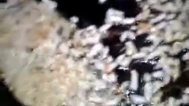 ஐஐஐ Алу патры (картофельные рулетики) Let's cook ஐஐஐ смотреть онлайн