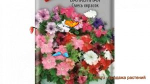 Петуния ампельная Балконная Смесь окрасок ? обзор: как сажать, семена петунии