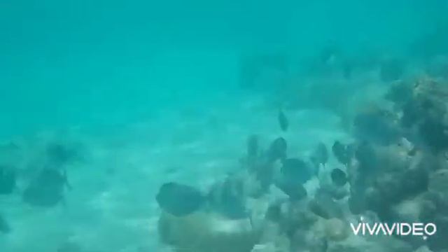 Snorkeling In The Standard Maldives