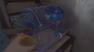 ? ДЖУНГАРСКИЙ ХОМЯК СЪЕЛ СВОИХ ДЕТЕЙ : 0 ???? / КАК ПРИРУЧИТЬ / УСЛОВИЯ ДЛЯ ХОМЯКА / КОГДА УМРЁТ?