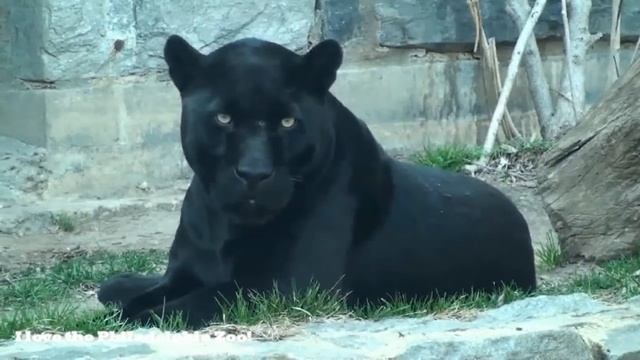 Philadelphia Zoo Black Jaguar In Big Cat Falls