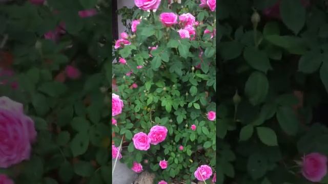 Моя Италия ?? мой сад?Rosa David Austin, Fragrant English Roses , Gertrude Jekyll! смотреть онлайн