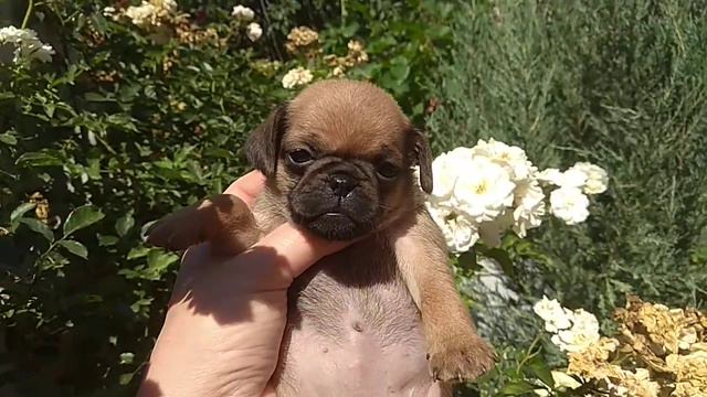 Щенки Гриффона.Пти Брабансон.1 мес.Бронь(1) смотреть онлайн