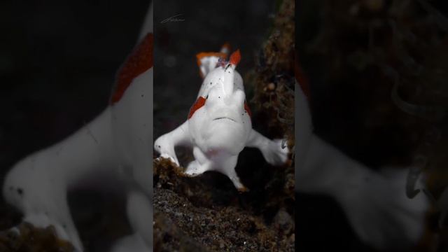 Бородавчатый удильщик ? в народе Жаба рыба смотреть онлайн