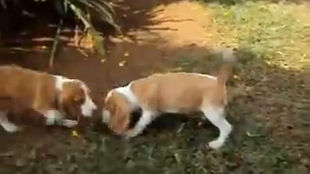 BEAGLES BICOLOR смотреть онлайн