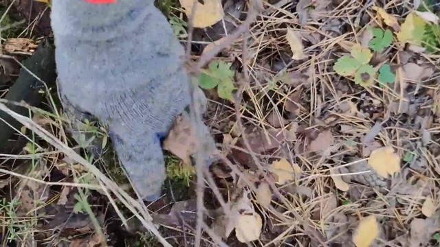 Заготовка грунта и мха. смотреть онлайн