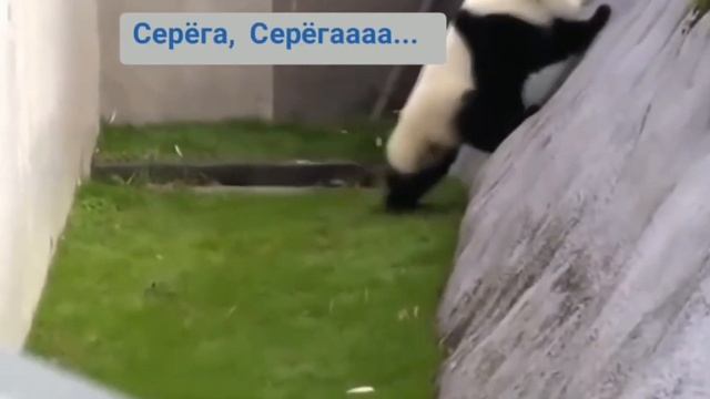 Конкурсная работа. Видео шутка смотреть онлайн