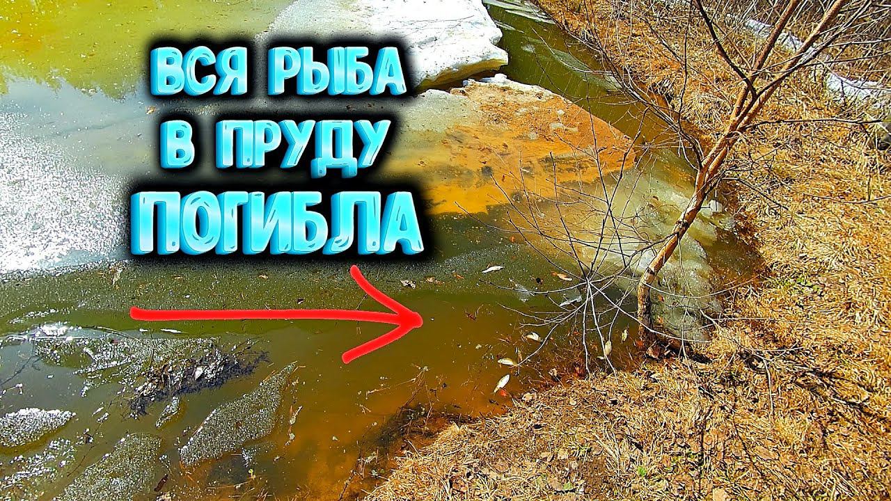 ✔ Замор рыбы в моём пруду Рыба погибла после зимы смотреть онлайн