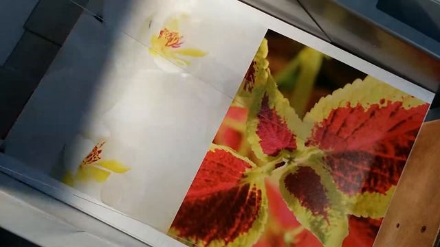 flowers - stampa delle copertine смотреть онлайн