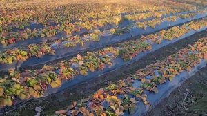 Разрабатываем новый участок под клубнику!