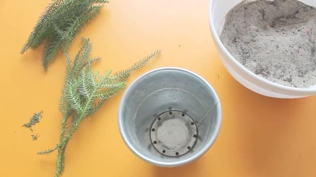 Тестирование ТРЕХ способов укоренения хвои на примере араукарии смотреть онлайн