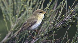 Голоса птиц Как поёт Пеночка теньковка Phylloscopus collybita.mp4