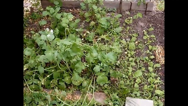 Редька в открытом грунте конец июня смотреть онлайн