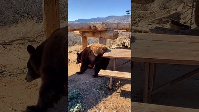 Миша и стол смотреть онлайн