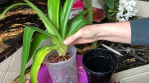 Орхидея Венерин башмачок фрагмипедиум. Пересадка, уход за орхидеей. Корни у орхидеи, полив, свет.