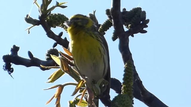 Канареечный вьюрок, европейский вьюрок или желтозобик (лат. Serinus serinus) смотреть онлайн