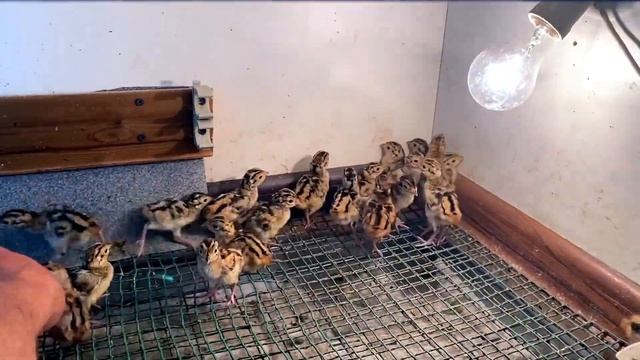 Фазаны промысловые. инкубирование , мой первый опыт. смотреть онлайн