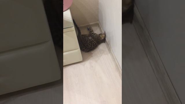 Бенгал. Бенгальский котёнок играет с мячиком . смотреть онлайн