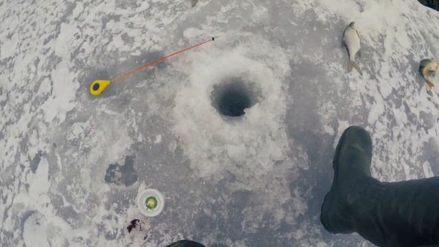 Рыбалка на мормышку, окуни рвут леску и судак на мотыля. смотреть онлайн