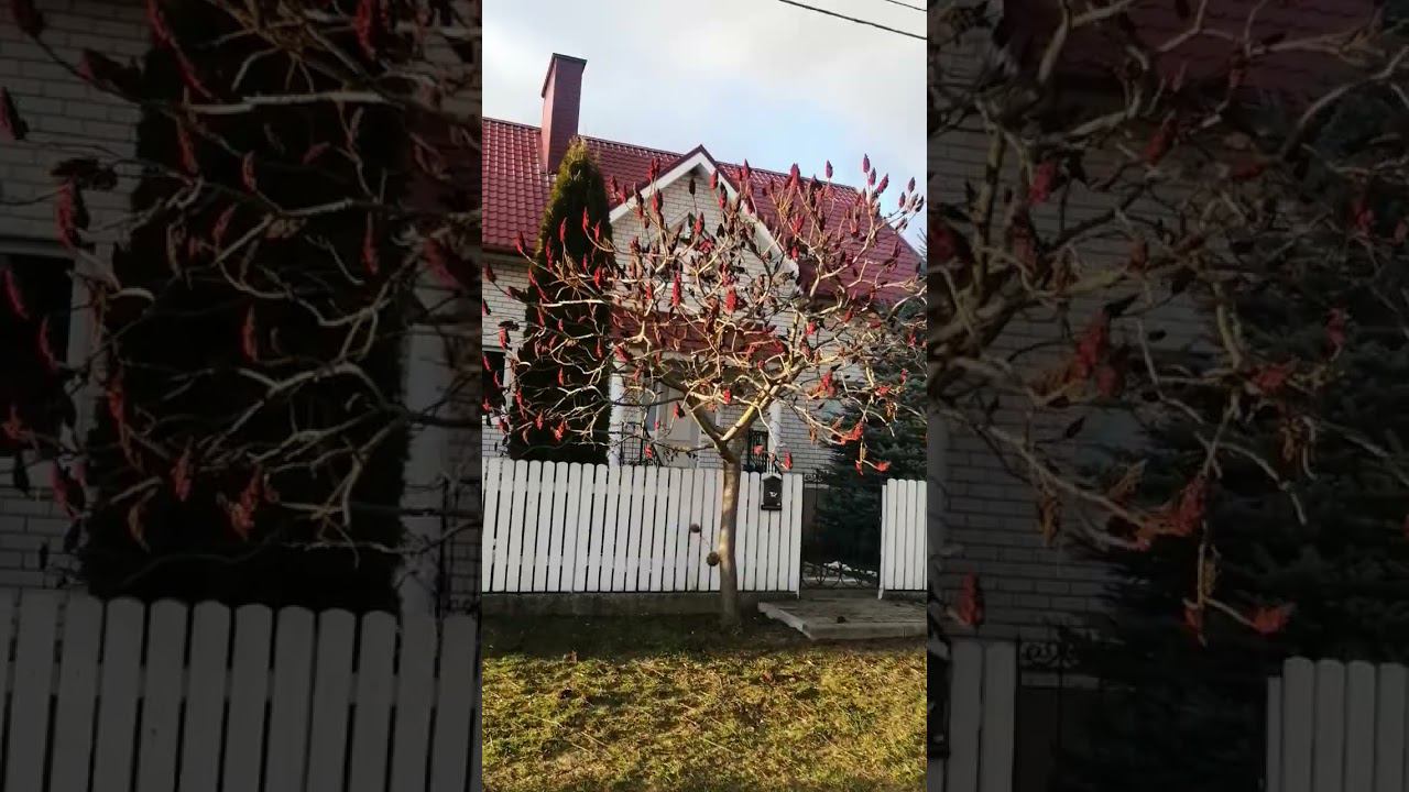 Почки-свечки, как называется дерево? смотреть онлайн