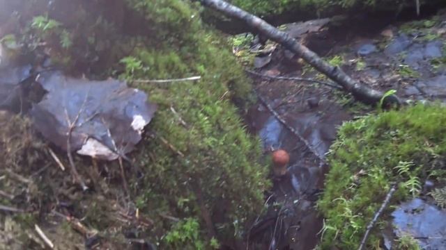 Подосиновики и Белые в Смешанном Лесу. Грибной Сезон в Сентябре продолжается. смотреть онлайн