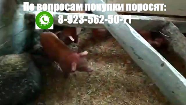 Поросята Дюрок и их среда обитания смотреть онлайн