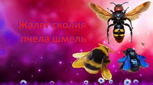💥Шок! Жалят пчела плотник, Шмель обыкновенный, Сколия 💥