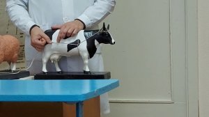 Повал крупного рогатого скота. Способ Гесса.