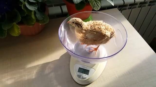 Смокинговый и маньчжурский породы перепела в квартире. Обновленное поголовье quail in the apartment смотреть онлайн