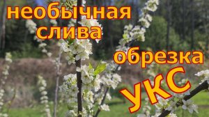 Весенняя обрезка УСЛОВНО КОЛОННОВИДНОЙ СЛИВЫ! Формировка ВЕРЕТЕНОМ