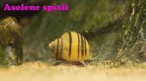 Улитка Спикса - Asolene spixii