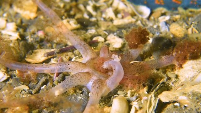 Минута из жизни голотурии. смотреть онлайн