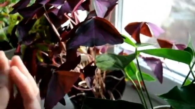 Будни цветовода: Обзор подоконника с восточной стороны! смотреть онлайн