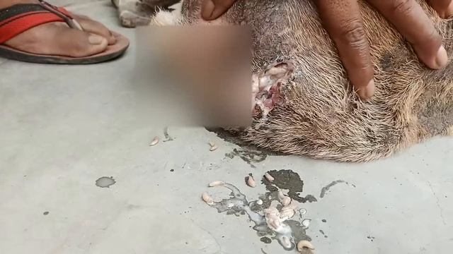 #maggots #dog #doglovers #animal #animallover #olddog  #maggot #animallovers #naturelover