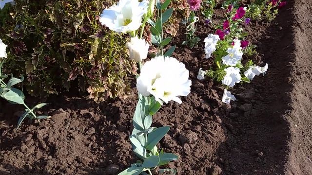 Обзор Эустомы, Гелиотропа и Лаванды на 18 августа. смотреть онлайн