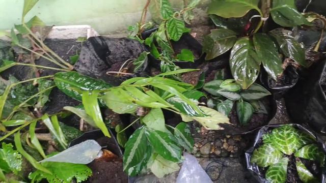 BIBIT DARI HUTAN KALIMANTAN SETELAH 7 HARI DALAM POLYBAG #calathea #alocasia #farm #philodendrum смотреть онлайн