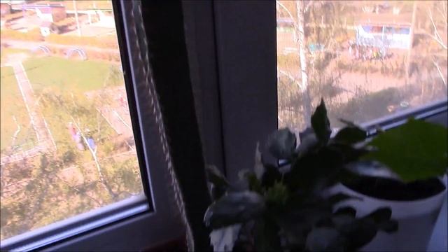 Огород на подоконнике. Огурцы на подоконнике. Выращивание на подоконнике. смотреть онлайн