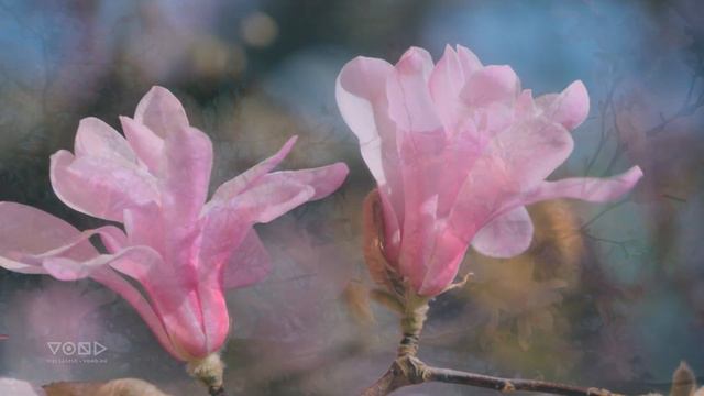 Liliomfa a szélben / Magnolia in the Wind (VOND) смотреть онлайн