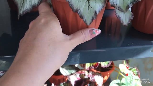 Мои Цветочные новинки! Я видела Чудо цветок! смотреть онлайн