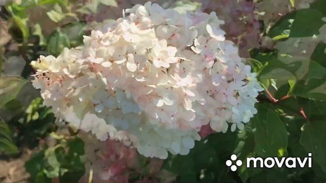 Поездка на дачу к родителям. Посадила викторию. Соседи отдают излишки? смотреть онлайн