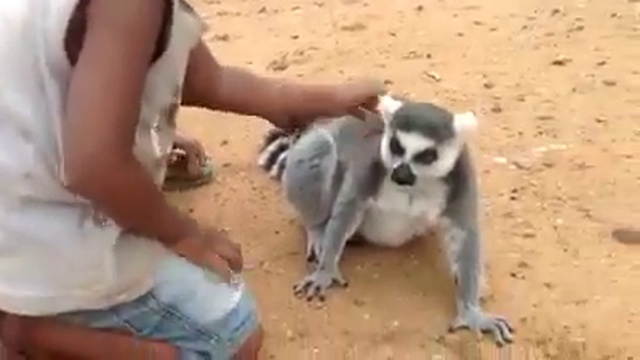 Лемур просит детей, чтобы они чесали ему спину смотреть онлайн